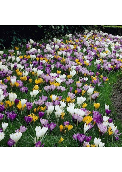 10 Adet Büyüleyici Renkler Karışık Çiğdem Çiçeği Soğanı Yeni Mahsul..