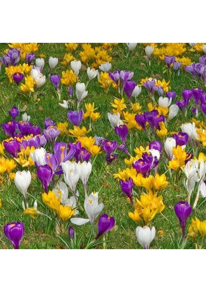 10 Adet Büyüleyici Renkler Karışık Çiğdem Çiçeği Soğanı Yeni Mahsul.. modelleri