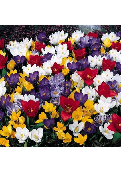 10 Adet Büyüleyici Renkler Karışık Çiğdem Çiçeği Soğanı Yeni Mahsul..