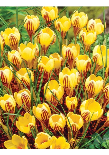 Kır Çiçeği Dorothy Sarı Çiğdem Soğanı-5 Adet