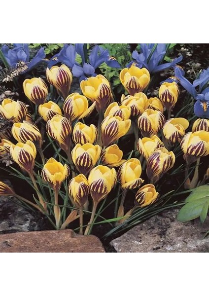 Kır Çiçeği Dorothy Sarı Çiğdem Soğanı-5 Adet modelleri