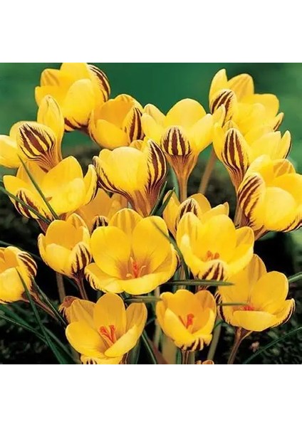 Kır Çiçeği Dorothy Sarı ve Mor Çiğdem Soğanı-5 Adet indirimleri