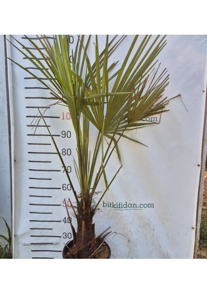 2 Yaş Tüylü Palmiye Fidanı-Akdeniz Palmiyesi fırsatları
