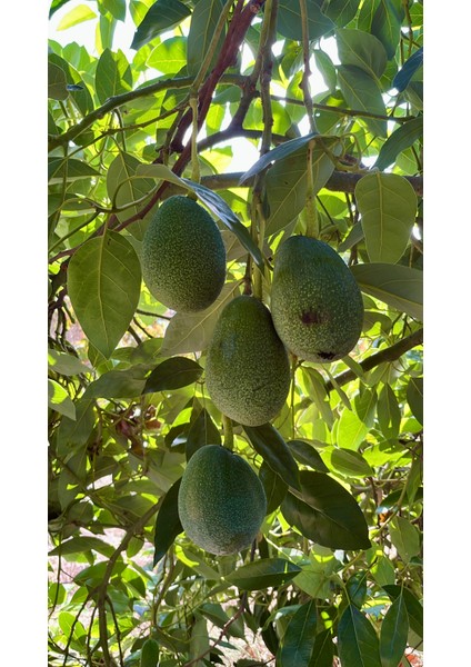 FÜERTE AVOKADO(200GR Üstü) (Adet)