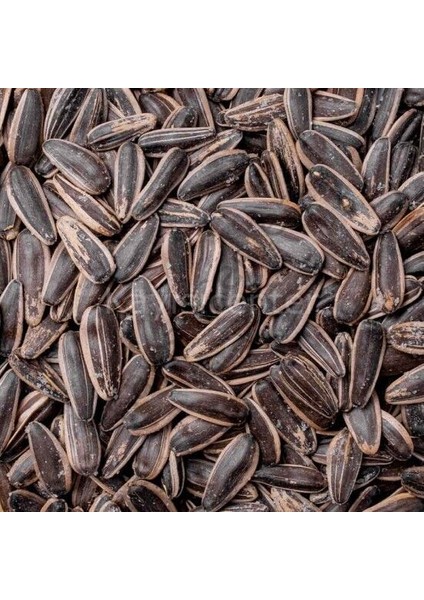 Siyah Ayçekirdeği 10 kg Tuzlu