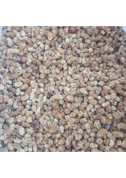 Yerli Dut Kurusu Ekonomik 12KG fiyatları