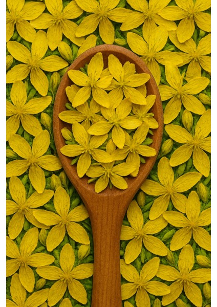 Sarı Kantaron Yağı 1kg fiyatları