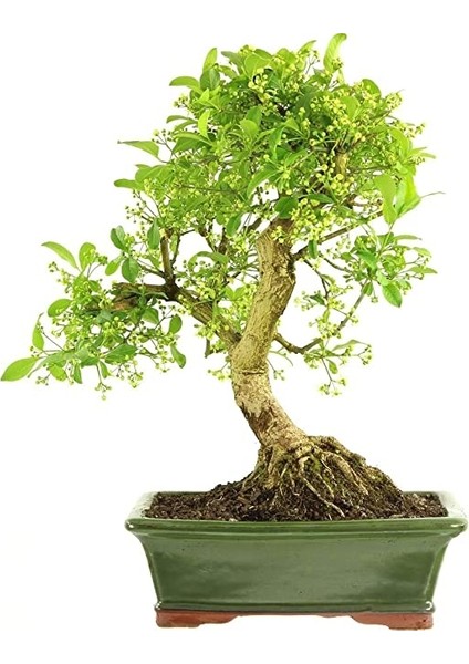 Bonsai Taflan Seti (Fidan+Bonsai Saksı+Toprak +Bitki Besini)