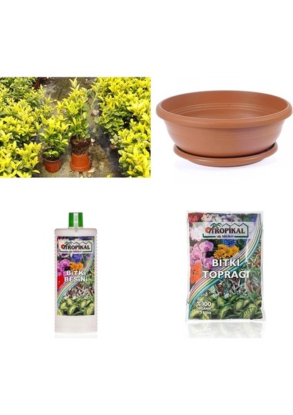 Bonsai Taflan Seti (Fidan+Bonsai Saksı+Toprak +Bitki Besini) fiyatları