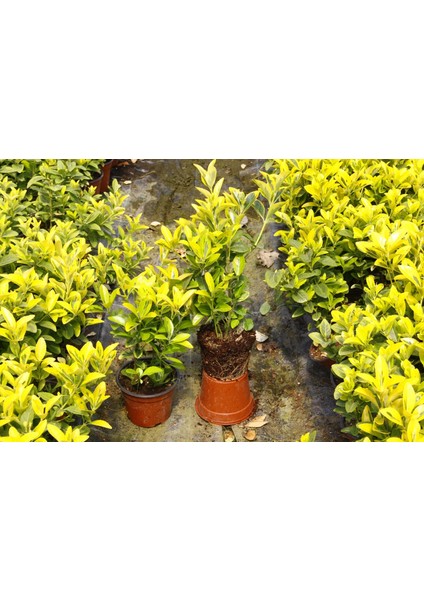 Bonsai Taflan Seti (Fidan+Bonsai Saksı+Toprak +Bitki Besini) modelleri