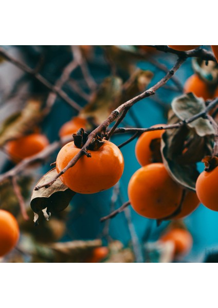 2 Yaş Hachıya Hurma Fidanı modelleri