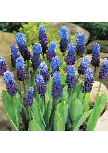 3 Adet Muscari Üzüm Sümbülü Soğanı -Yeni Mahsul Çimlenme Garantili. modelleri