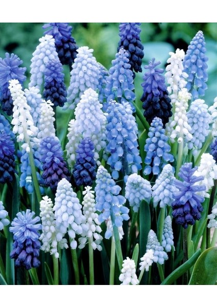 3 Adet Muscari Üzüm Sümbülü Soğanı -Yeni Mahsul Çimlenme Garantili. fırsatları