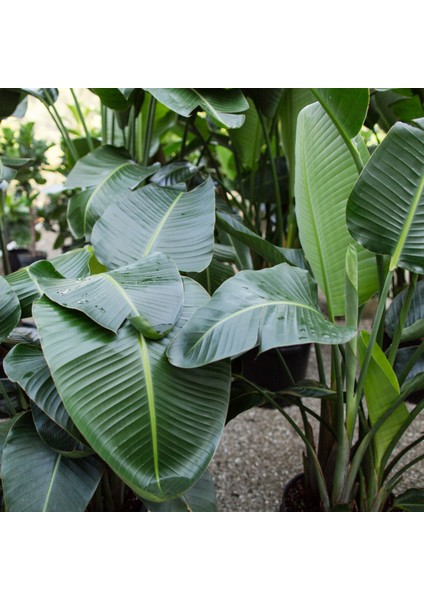 Ragina Starliçe(Cennet Kuşu)Çiçeği