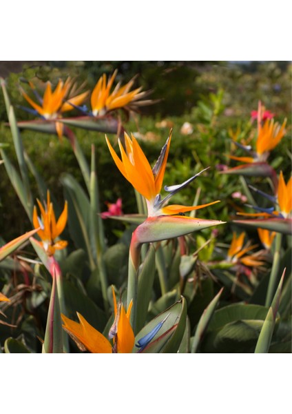 Ragina Starliçe(Cennet Kuşu)Çiçeği fiyatları