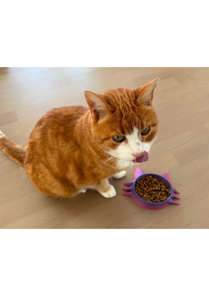 Cat Bowl - Cat Head Tasarımında fiyatları