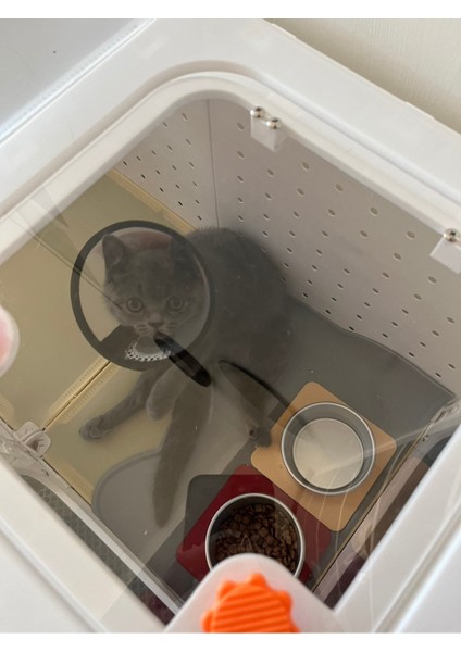 Kedi Kasesi fiyatları