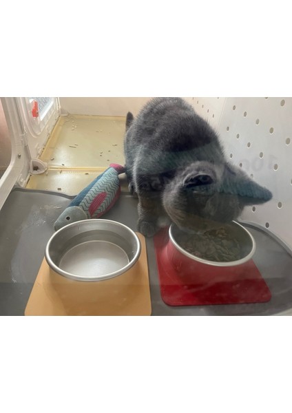 Kedi Kasesi indirimleri