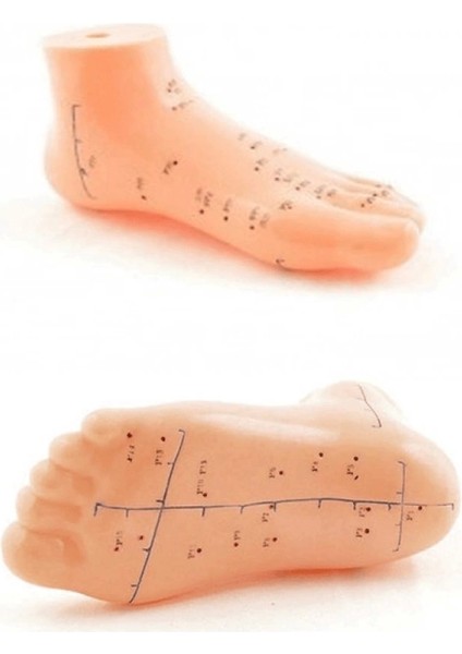 Ayak Akupunktur Bölgesi Maketi - Lisinya