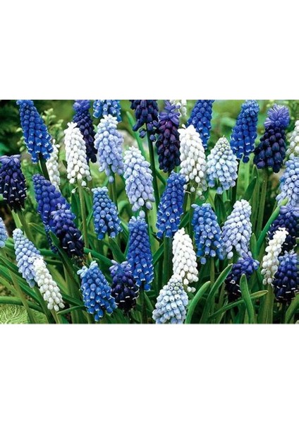 3 Adet Muscari Üzüm Sümbülü Soğanı -Yeni Mahsul Çimlenme Garantili. fiyatları