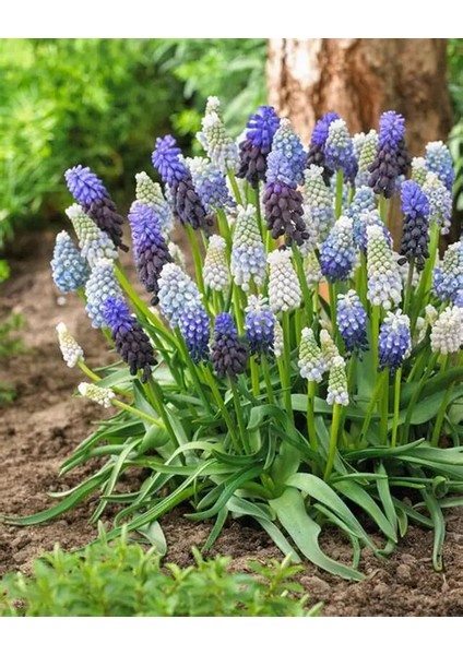 3 Adet Muscari Üzüm Sümbülü Soğanı -Yeni Mahsul Çimlenme Garantili. fırsatları