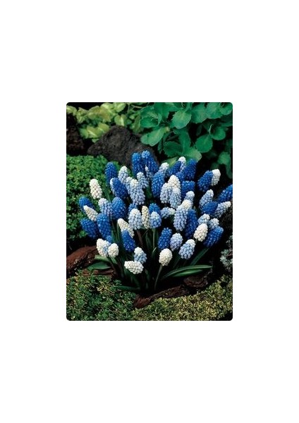 5 Adet Muscari Üzüm Sümbülü Soğanı -Yeni Mahsul Çimlenme Garantili.