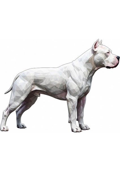 Dogo Argentino Düşük Poli