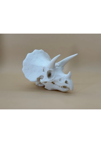 Triceratops Kafatası fiyatları