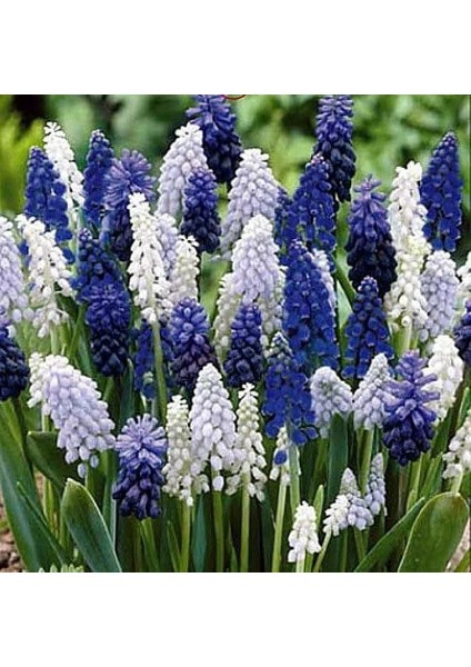 5 Adet Muscari Üzüm Sümbülü Soğanı -Yeni Mahsul Çimlenme Garantili.