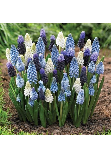 5 Adet Muscari Üzüm Sümbülü Soğanı -Yeni Mahsul Çimlenme Garantili. fiyatları