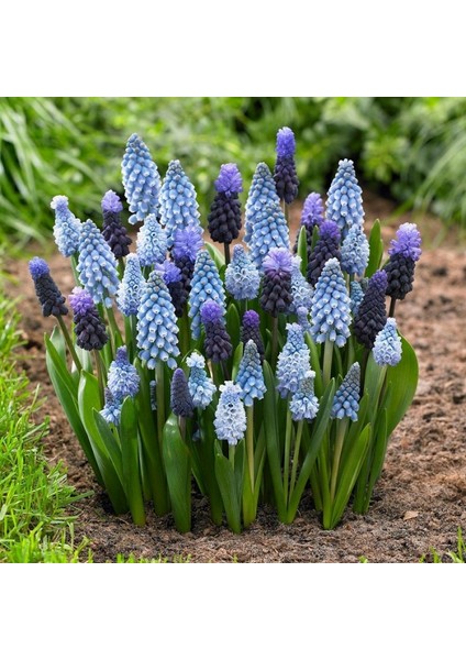 5 Adet Muscari Üzüm Sümbülü Soğanı -Yeni Mahsul Çimlenme Garantili. fırsatları