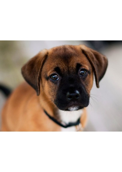 Sevimli Köpek Bulmaca