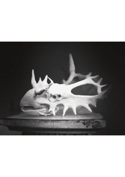 Styracosaurus Kafatası Fosil