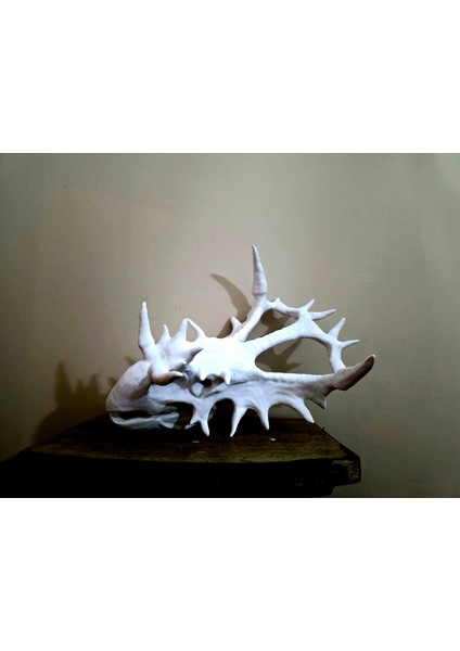 Styracosaurus Kafatası Fosil modelleri