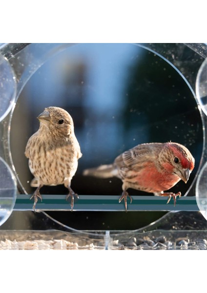 Kuş besleyici, akrilik açık pencere kuş besleyici, tepsi kuş bahçesi evcil hayvan besleyici (Yurt Dışından) indirimleri