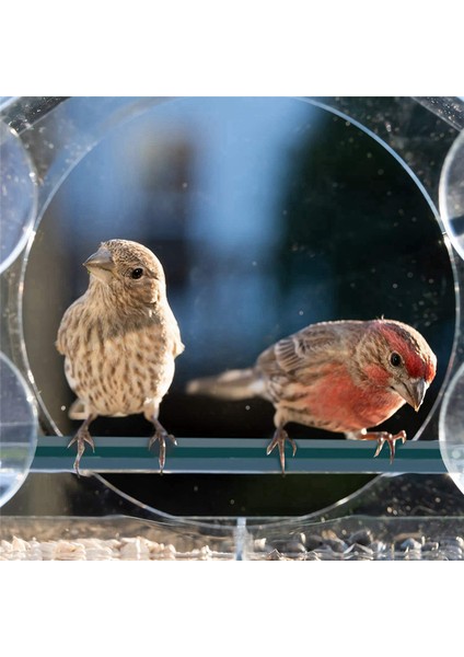 Pencere Kuş Besleyicileri Güçlü Emme Bardakları, Dışarı İçin Açık Kuş Besleyici, 2 bölmeli Kuş Evi Çıkarılabilir Tepsisi (Yurt Dışından) fiyatları
