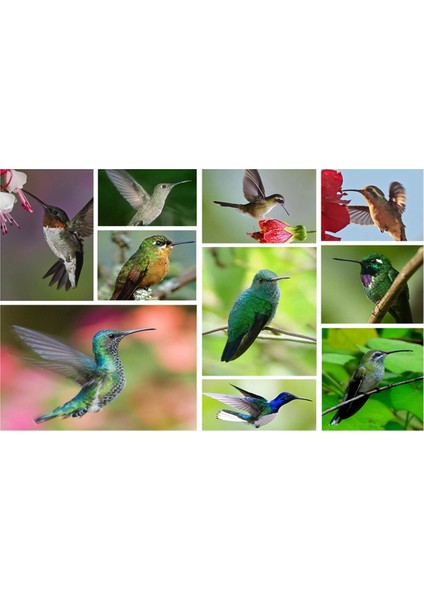 Kuş Besleyici Penceresi Kuş Besleyici 2 Çelik Stand, Besleme Portları, Açık Kuş Besleyici Doldurması Kolay, 40cm (Yurt Dışından) fiyatları