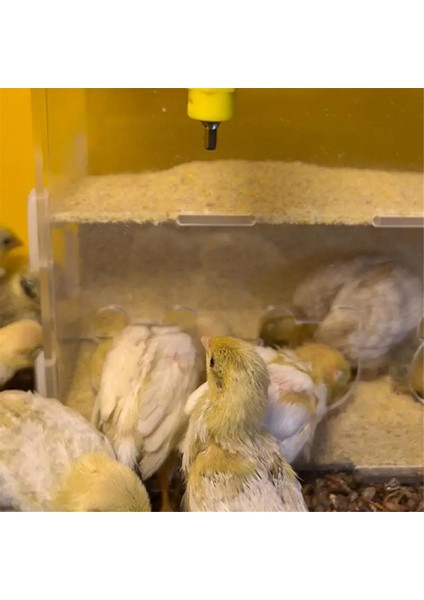 Papaz Besleyici Kutusu Akrilik Besleme Konteyneri No-Sess Çoklu Çizgi Kutusu Açık Kuş Yemek Dispenser Kutusu Finches Papağanlar (Yurt Dışından) fırsatları