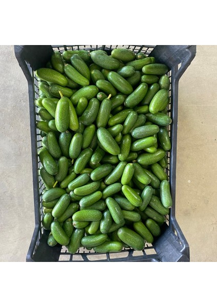 Bebek Avokado (Baby Avokado) – Taze, Çekirdeksiz, Doğal Yerli Üretim fiyatları