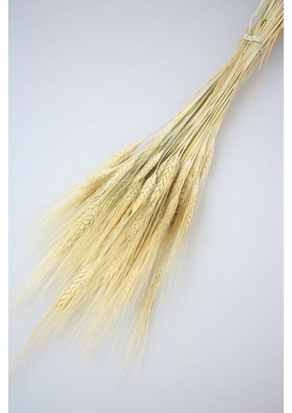 Naturel Kuru Başak Demeti