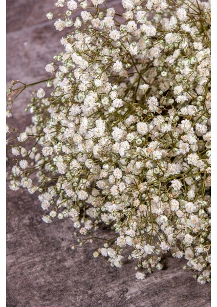 Şoklanmış Cipso Demeti Beyaz fiyatları