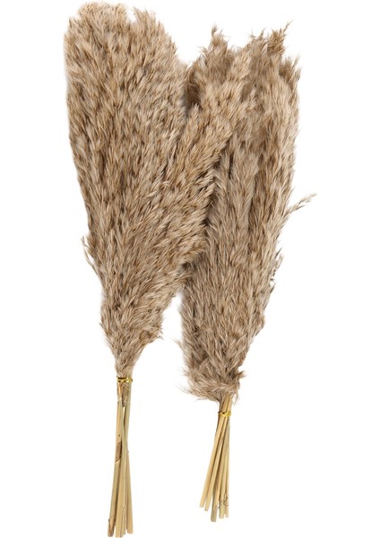 20PCS Doğal Kuru Pampas Çim, Vahşi Kabarık Pompas Çiçek, Boho Dekor Çiçekleri Açık Hava Düğün Kahverengi Için Uygun (Yurt Dışından) fiyatları