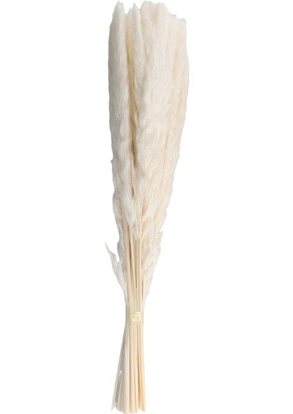 40PCS Doğal Kurutulmuş Beyaz Pampas Çim 45CM Kabarık ve Sallanan Diy Boho Bitki Düğün Çiçek Aranjmanları Dekor (Yurt Dışından)