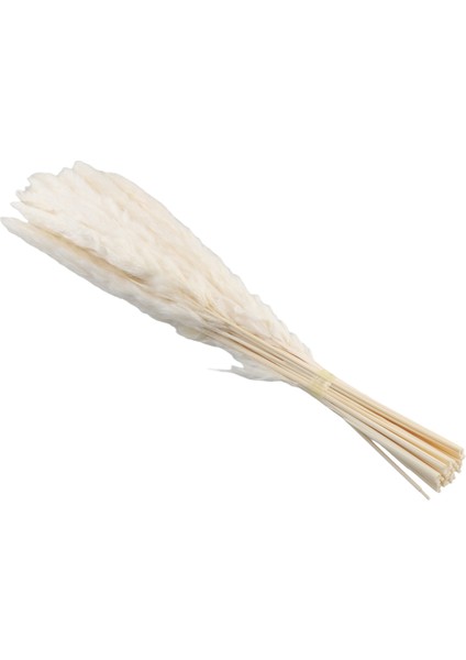 40PCS Doğal Kurutulmuş Beyaz Pampas Çim 45CM Kabarık ve Sallanan Diy Boho Bitki Düğün Çiçek Aranjmanları Dekor (Yurt Dışından) fiyatları