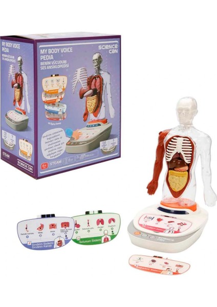 Sesli Insan Vücudu Modeli Bilim Seti
