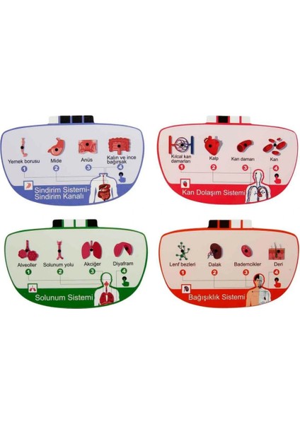 Sesli Insan Vücudu Modeli Bilim Seti fırsatları