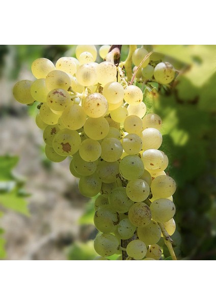 2 Yaş Çavuş Üzüm Fidanı