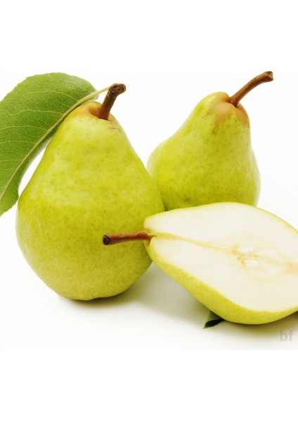 4 Yaş Akça Armut Fidanı modelleri