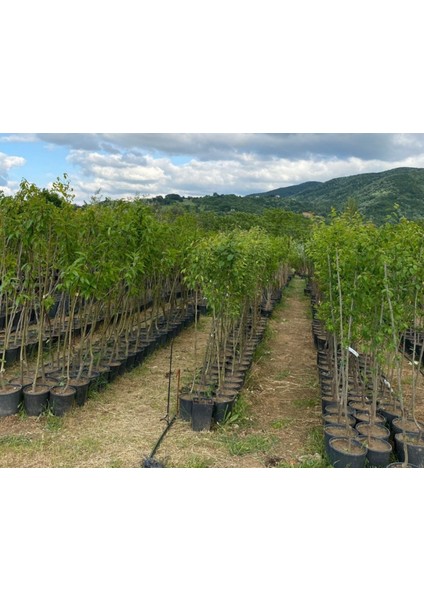 4 Yaş Akça Armut Fidanı fırsatları