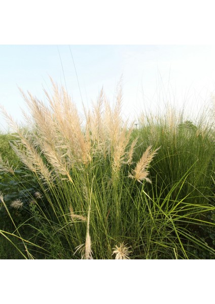 3 Yaş Pampas -Saz Püskülü FIDANI-120-150 cm indirimleri